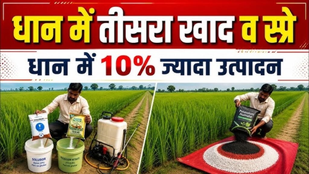 धान की तीसरी डोज़ में क्या डालें? 🌾 धान में Calcium Nitrate + Potash के चमत्कार