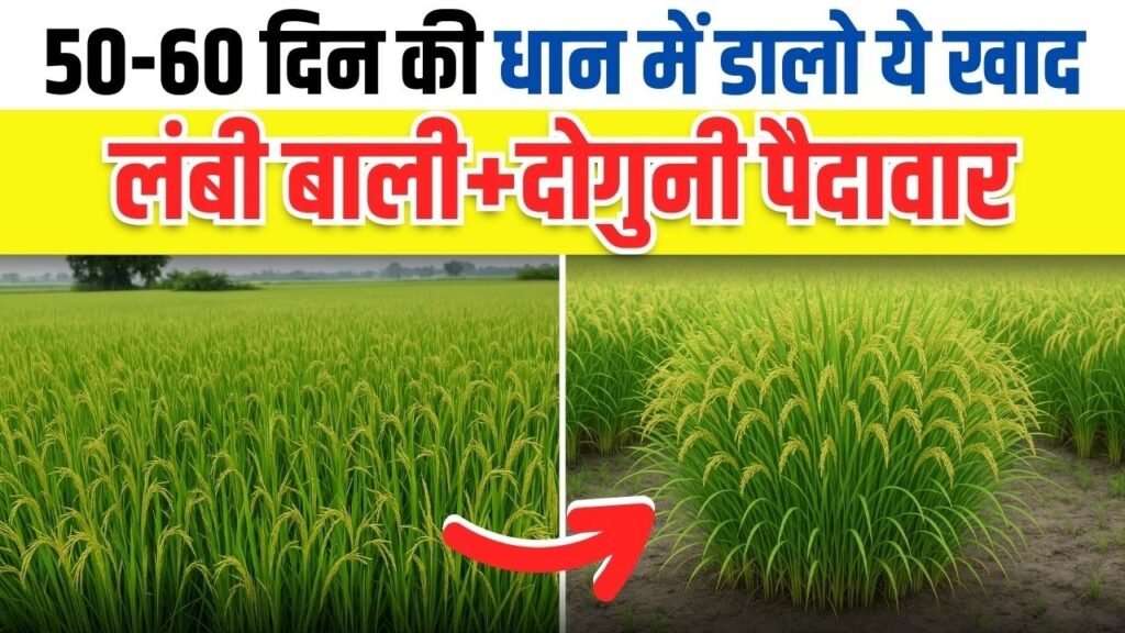 धान में चमत्कारिक स्प्रे🌾 डबल उत्पादन ? । धान का उत्पादन बढ़ाने का खास तरीका |