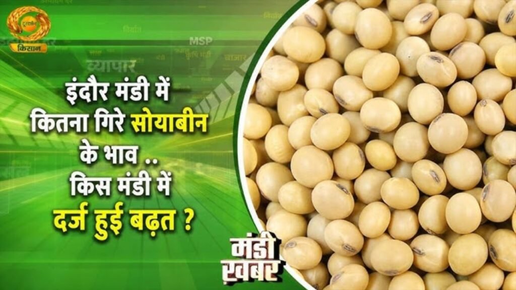 Mandi Khabar: इंदौर मंडी ने कितने गिरे सोयाबीन के भाव.. किस मंडी में दर्ज हुई बढ़त?