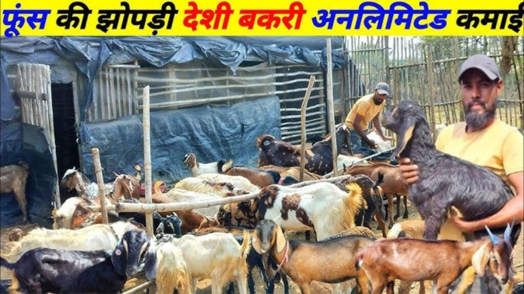 सिर्फ 5 बीघा में बकरी फार्म! 🐐 पूरा प्लान और कमाई का मॉडल