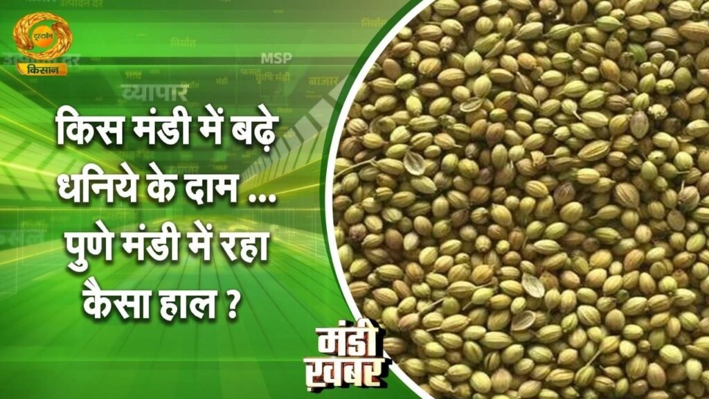 Mandi Khabar | मंडी खबर- किस मंडी में बढ़े धनिये के दाम पुणे मंडी में रहा कैसा हाल