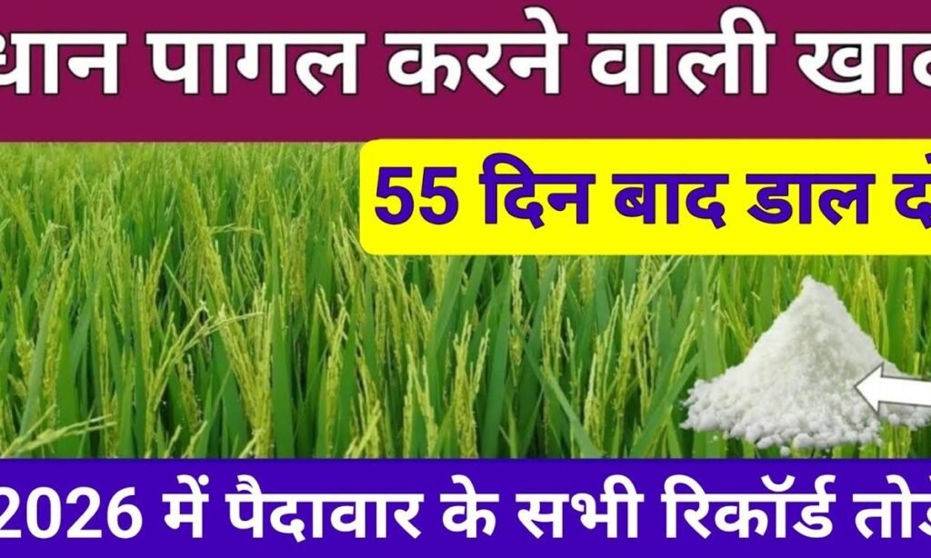 धान पागल करने वाली खाद 55 दिन बाद डाल दो 2026 में पैदावार सारे रिकॉर्ड तोड़े ।। Dhaan ki kheti