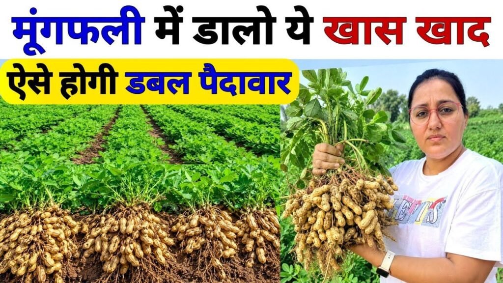 मूंगफली में चमत्कारी खाद से होगी 🥜 डबल पैदावार 😲| Mungfali me konsa khad dale | mungfali ki kheti