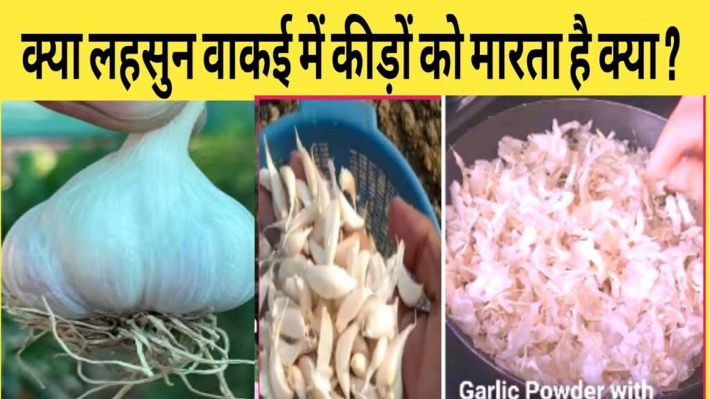 लहसुन से बनाएं जादुई कीटनाशक! 🧄 पौधों के सारे कीड़े-फांगस खत्म: फ्री में बनाएं Garlic Pesticide