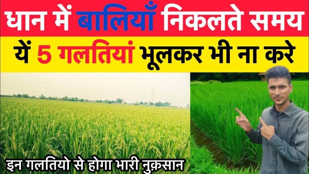 धान में बालियां निकलने से पहले जरूर करें ये काम, वरना घट सकती है पैदावार