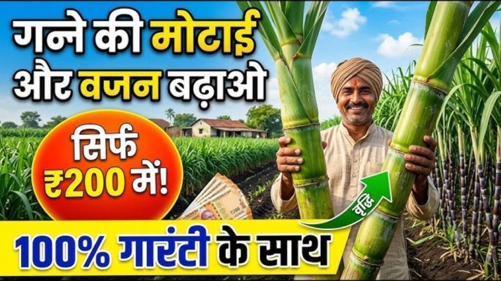 350 रूपए में गन्ने की मोटाई, लंबाई और वज़न बढ़ाने के लिए दमदार फार्मूला । गन्ने की मोटाई।गन्ने की