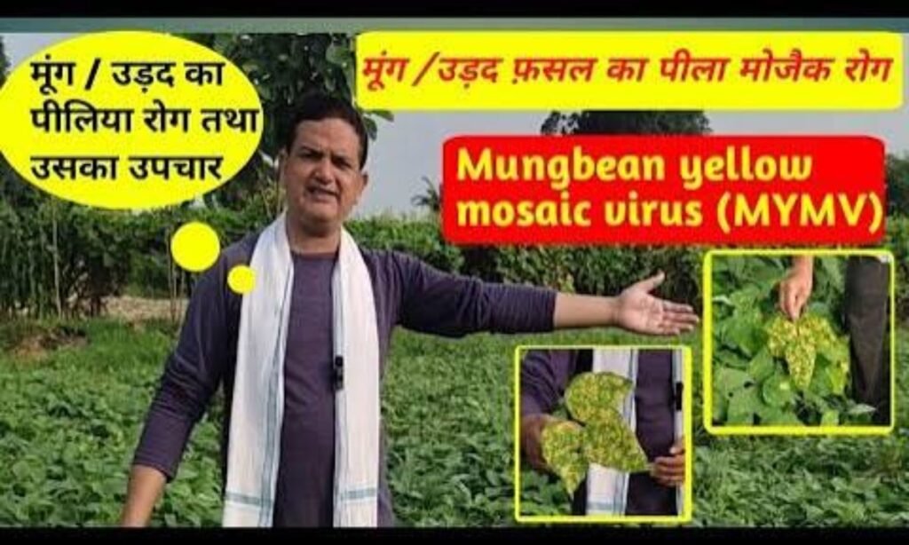 पीलिया रोग की छुट्टी 🌱 पीला मौजेक वायरस- सोयाबीन, उड़द और मूंग में पीलापन का पक्का इलाज
