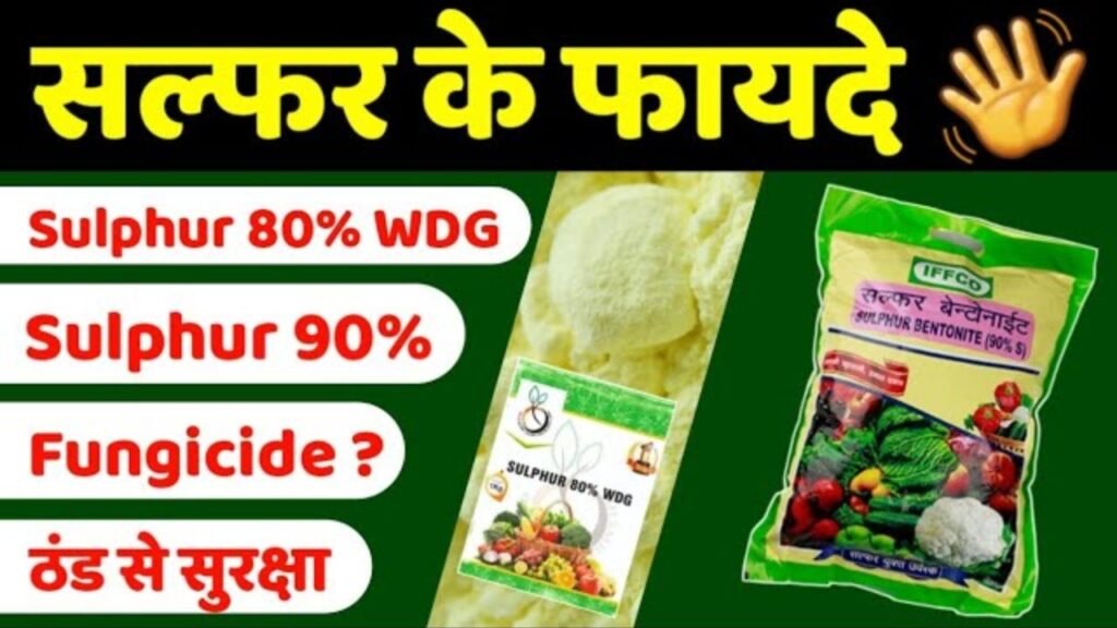 🌾 सल्फर 80% या बेंटोनाइट सल्फर 90%? कौन सा डालें और कब? | पूरी जानकारी किसान भाइयों के लिए