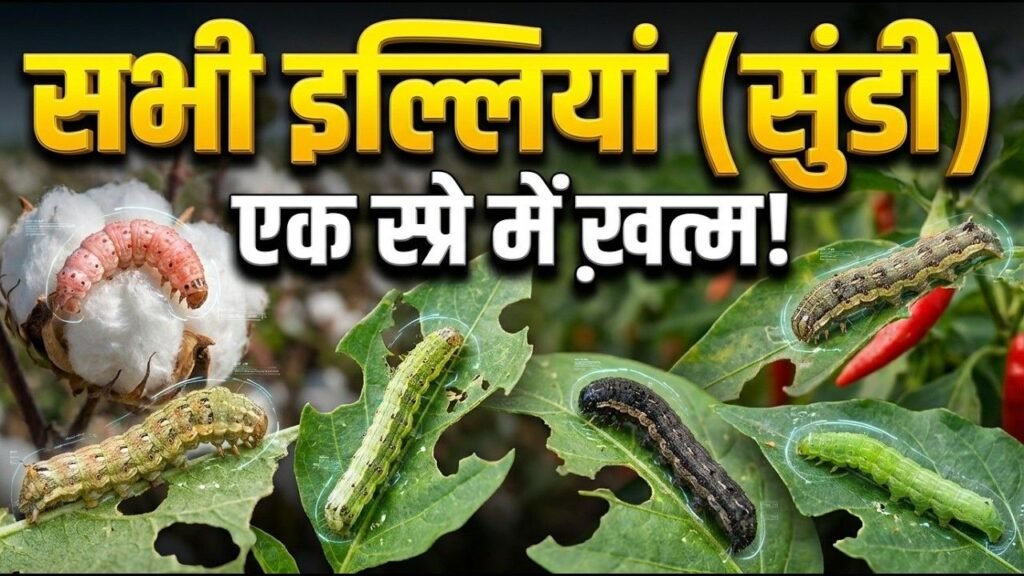 सभी सुंडी की एक दवा? Fleeto Insecticide Review | Dose | Uses | Result
