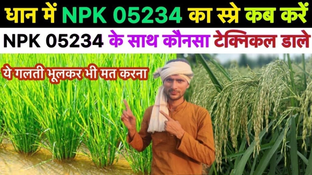 धान में NPK 0:52:34 कब डालें? भूलकर भी न करें ये गलती | NPK 0:52:34 in Paddy