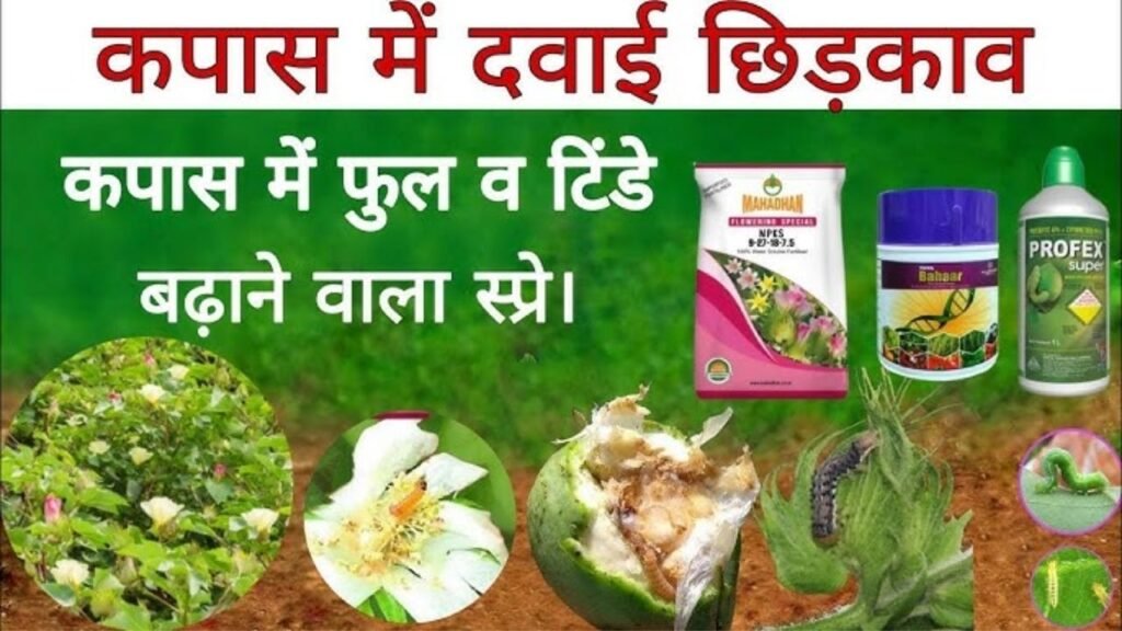 अमावस्या पर कपास में कौन सा Spray करें? | Cotton Crop Amavasya Spray