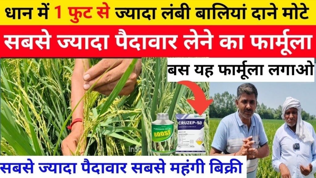 धान में निकलेंगी 1 फुट से ज्यादा लंबी बालियां/सबसे ज्यादा पैदावार सबसे महंगी बिक्री/यह फार्मूला लगाओ