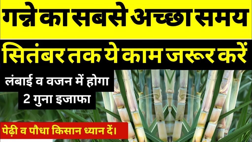 सितंबर माह में गन्ने को दें ये जरूरी पोषण