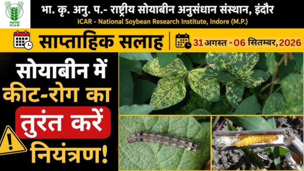 सोयाबीन में कीट-रोग का तुरंत करें नियंत्रण! - साप्ताहिक सलाह 31 अगस्त - 06 सितंबर, 2026
