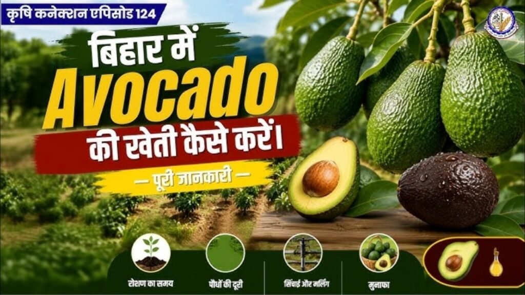 बिहार में Avocado की खेती कैसे करें? | पूरी जानकारी और कमाई
