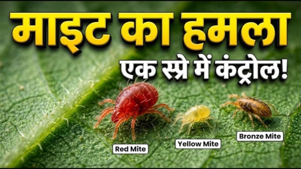 Red Spider Mites Control | सोयाबीन में मकड़ी की सबसे असरदार दवाई | Best Miticide