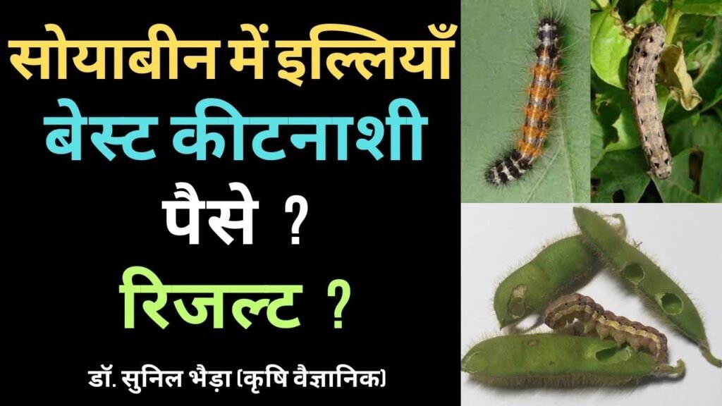 सोयाबीन में सभी प्रकार की इल्ली कंट्रोल | सेमीलूपर, तंबाकू इल्ली, काली इल्ली का Best Spray