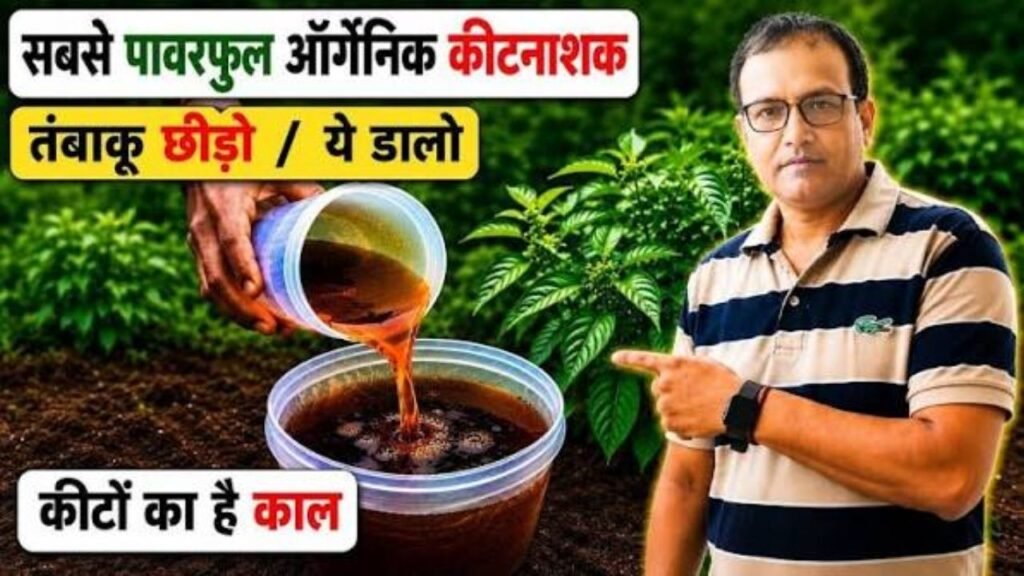 सबसे जबरदस्त ऑर्गेनिक कीटनाशक | तंबाकू छोड़ो ये अपनाओ | Organic Insecticide | कीटों का है काल