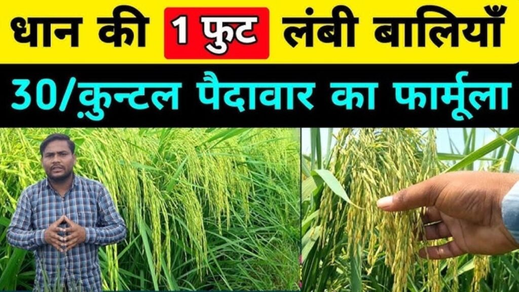 धान में पहली स्प्रे लंबी बालियाँ - मोटे दाने | dhan me pahli spray me kya dale / dhan me spray
