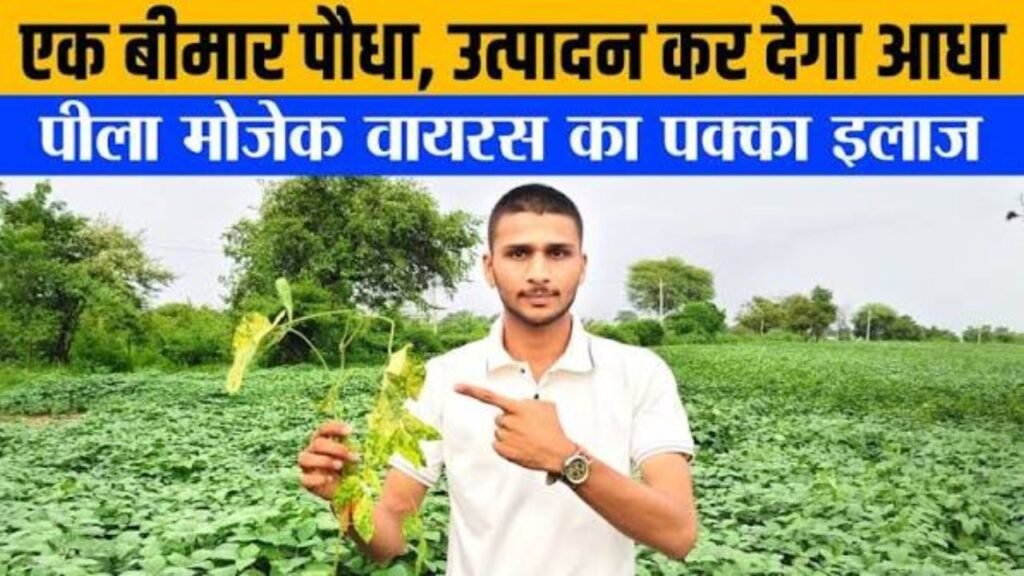 Yellow Mosaic Virus🦠 सोयाबीन में पीला मोजेक वायरस की पहचान और कंट्रोल | Soyabean Farming