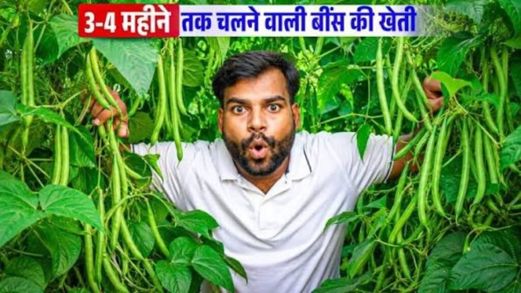 40 बार तुड़ाई करने बाली Pole Beans Ki Kheti | सितंबर में बीन्स लगाओ और छप्परफाड़ कमाओ!