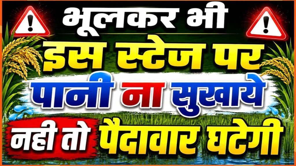 धान में इस स्टेज पर पानी है बेहद जरूरी ! नहीं तो पैदावार घट सकती है