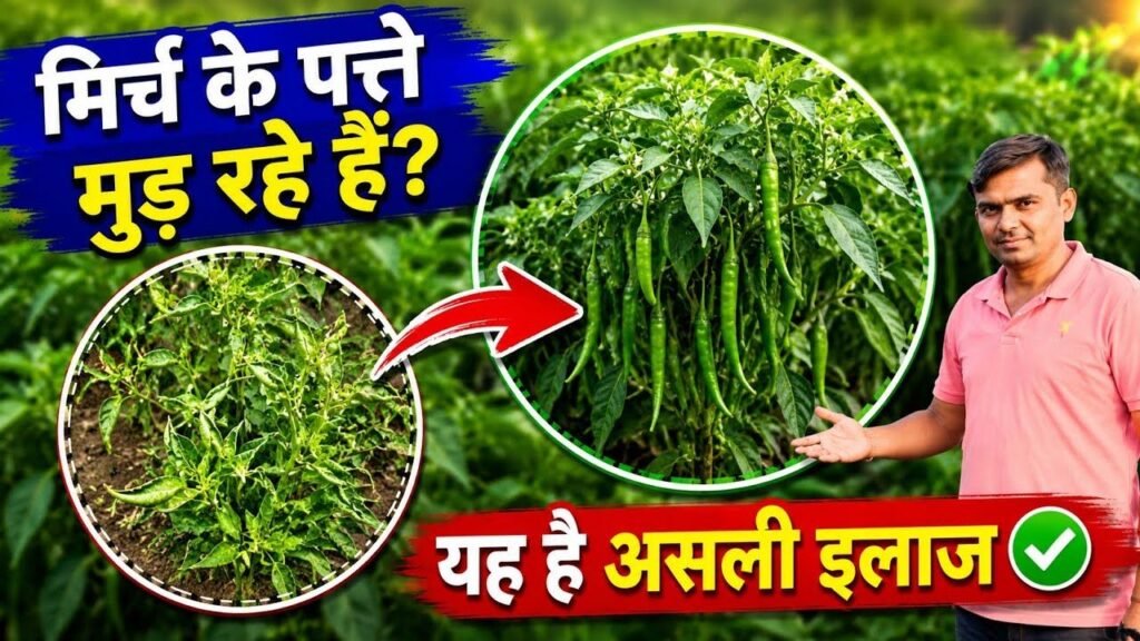 Mirch Me Leaf Curling Ka Main Solution! Jad Se Phal Tak Mirch Ki Complete Nutrition