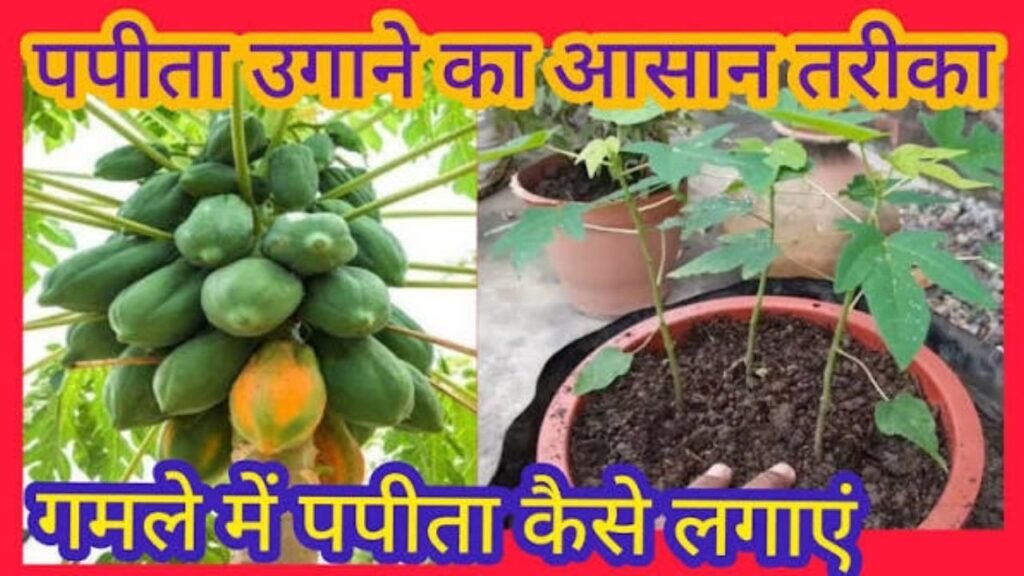 गमले में पपीता कैसे उगाएं? 🌱🍈 बीज से बंपर फल तक | Papaya Plant Care & Fertilizer Tips