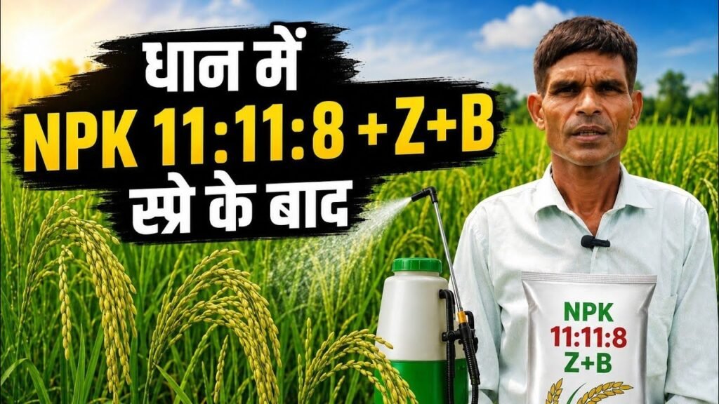 धान में npk 11 11 8 ZB डालने के बाद क्या हुआ दिखइये अब क्या करना होगा