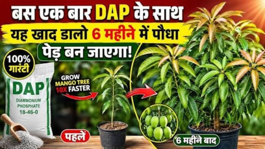 100% गारंटी! DAP + ये 1 चीज़ = पौधा भागेगा रोकेट की तरह!