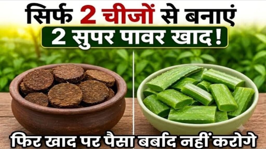 सिर्फ ये 2 चीज़ें मिला दो! बाज़ार की महंगी खाद भूल जाओ | Cow Dung & Aloe Vera Fertilizer